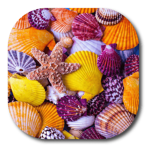 Ocean Shells - Dexcom G7 and Stelo Cover-up