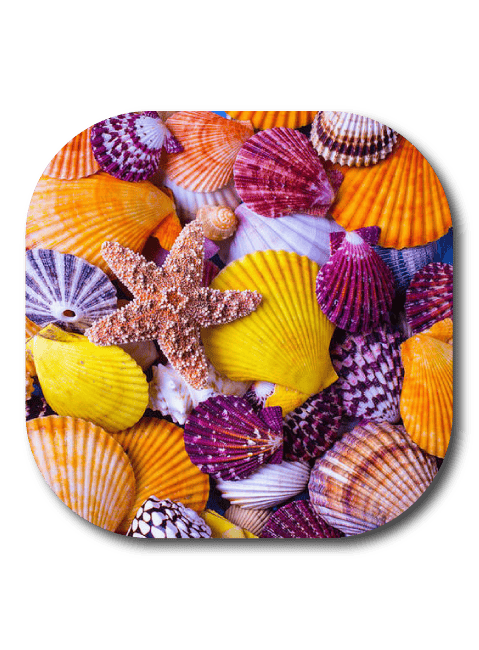 Ocean Shells - Dexcom G7 and Stelo Cover-up