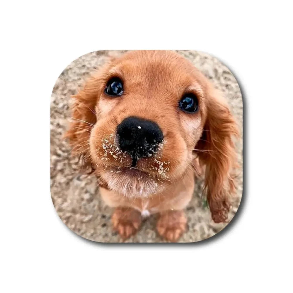 Single Patch / G7 Cover-up Flynn the Puppy - Dexcom G7 and Stelo Cover-up