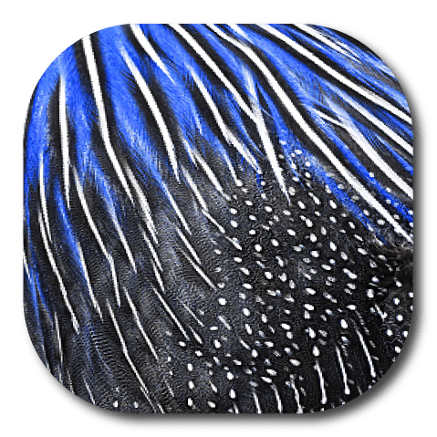 Single Patch / G7 Cover-up Guinea Feathers - Dexcom G7 and Stelo Cover-up
