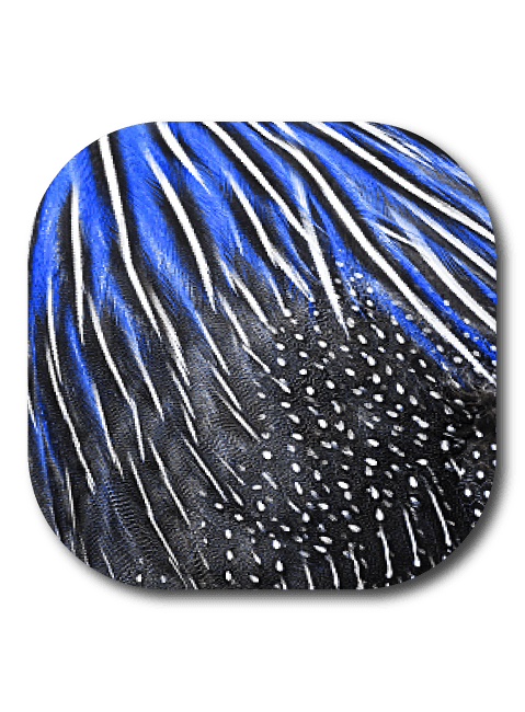 Single Patch / G7 Cover-up Guinea Feathers - Dexcom G7 and Stelo Cover-up