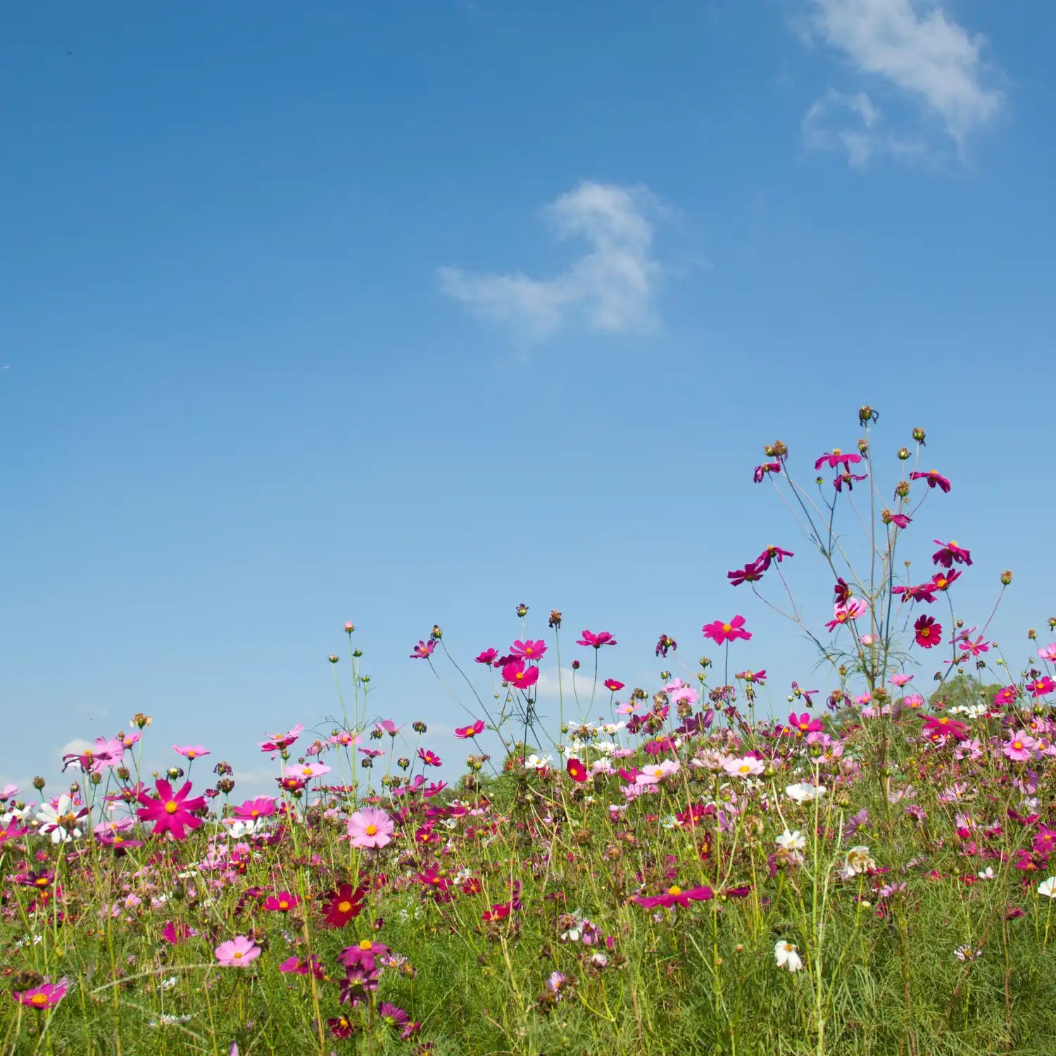 Pink and white cosmos flowers blooming in a meadow.