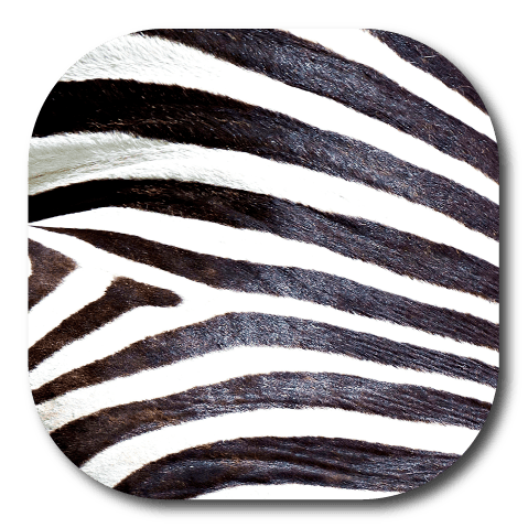 Single Patch / G7 Cover-up Zebra Skin - Dexcom G7 and Stelo Cover-up