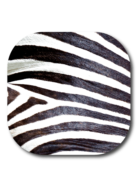 Single Patch / G7 Cover-up Zebra Skin - Dexcom G7 and Stelo Cover-up